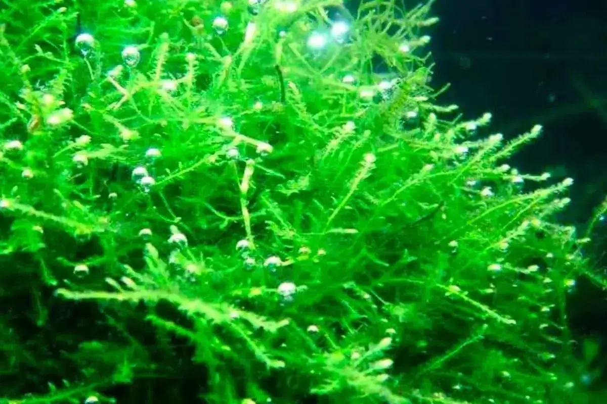 Gr&ouml;n mossa i akvarium, med sm&aring; bubblor som stiger upp. En vacker milj&ouml; att odla mossa i.