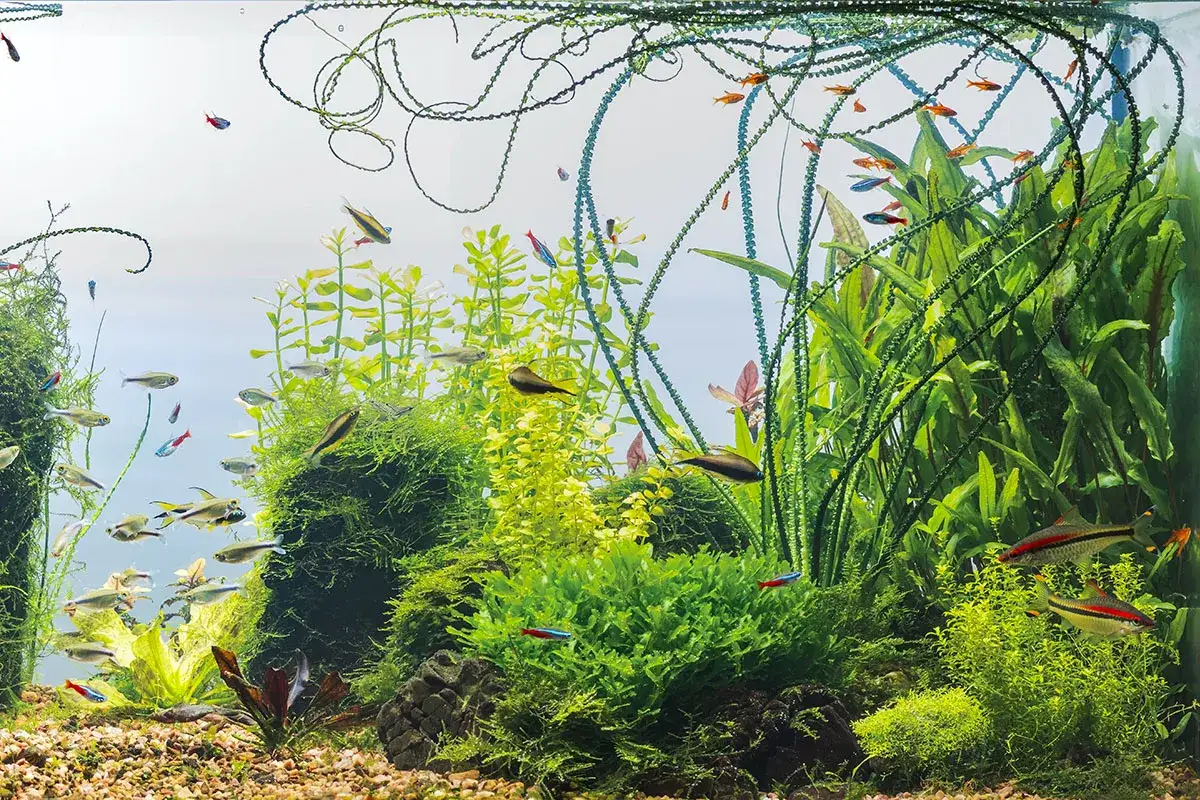 Ett frodigt akvarium med m&aring;nga sm&aring;fiskar som simmar bland gr&ouml;na v&auml;xter. En del fiskar har r&ouml;da eller bl&aring; markeringar, vilket kan tyda p&aring; att man arbetar med att s&auml;nka ph i akvariet f&ouml;r att de ska trivas.