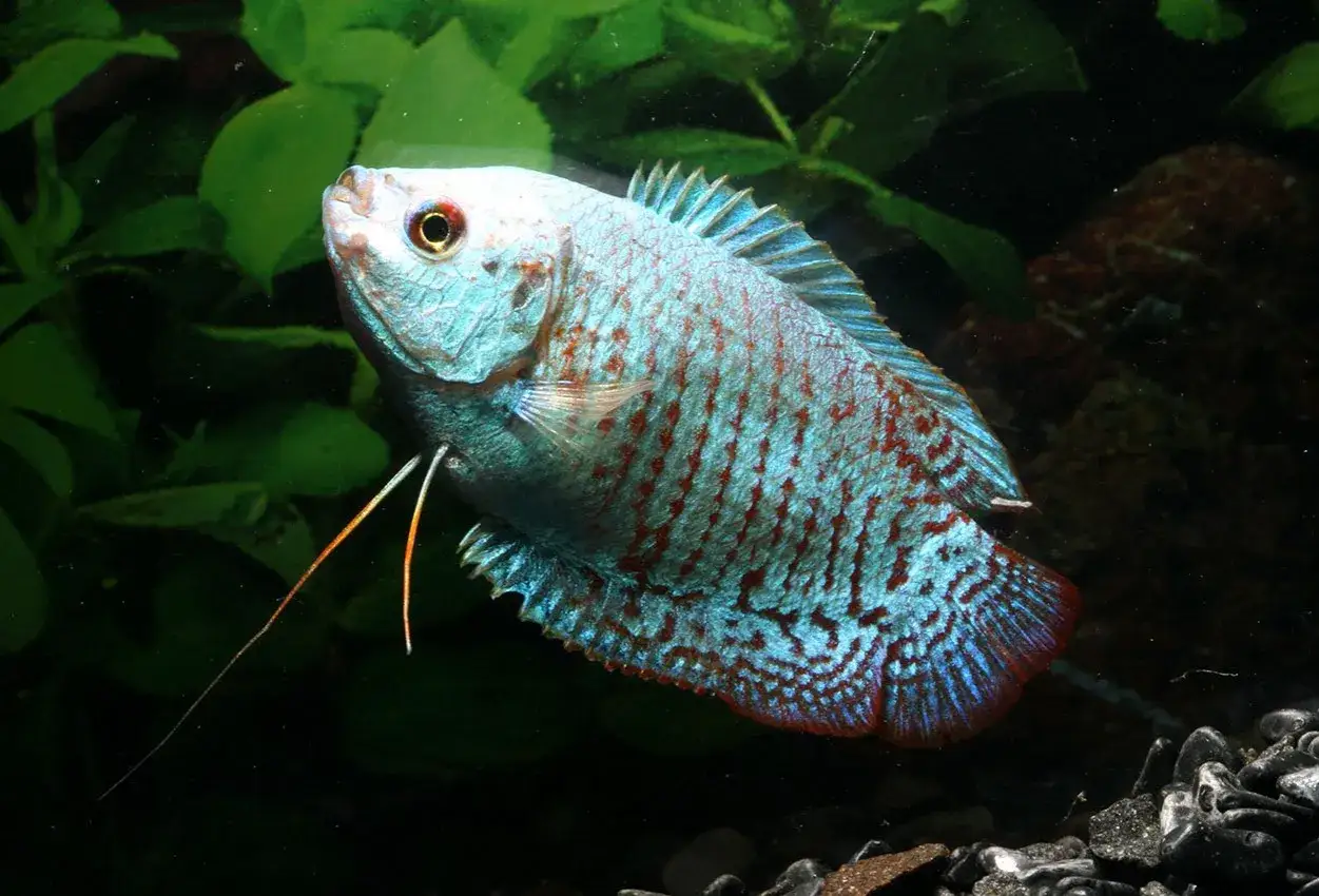 En blå dvärg gourami med röda ränder simmar i ett akvarium bland gröna växter.