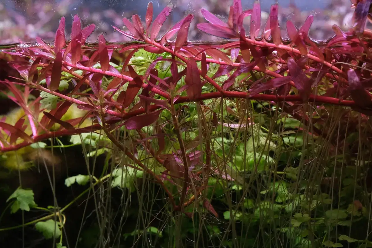 Vattenv&auml;xten pistia stratiotes med sina r&ouml;da stj&auml;lkar och gr&ouml;na blad h&auml;nger ner med sina fina r&ouml;tter i akvariet.