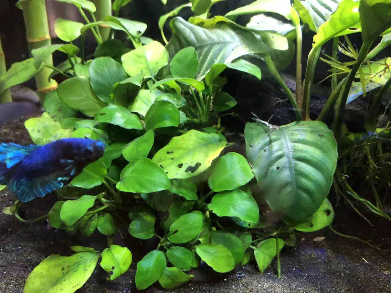 Blå kampfisk simmar bland frodiga gröna blad av hydrocotyle leucocephala i ett akvarium.