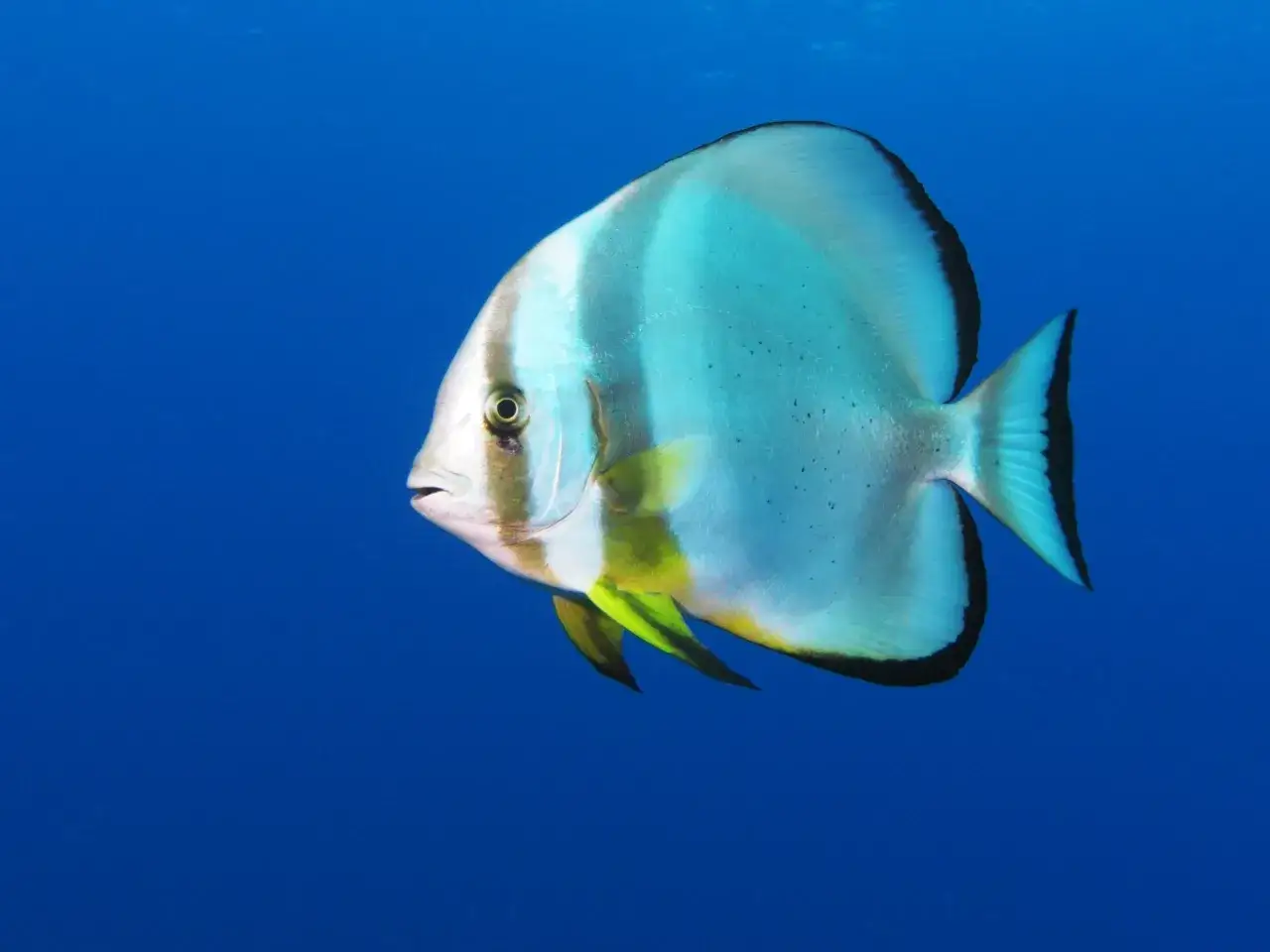 En vacker bat fish simmar i det djupbl&aring; havet, dess silvervita kropp med svarta och gula markeringar lyser upp vattnet.