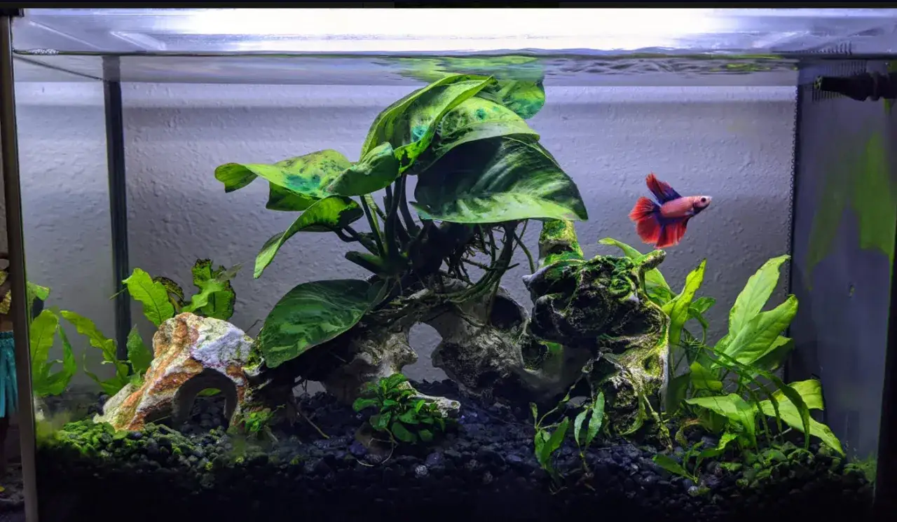 En vacker kampfisk simmar i ett v&auml;lplanterat akvarium. Storlek p&aring; kampfisk akvarium &auml;r l&auml;mplig f&ouml;r fisken.