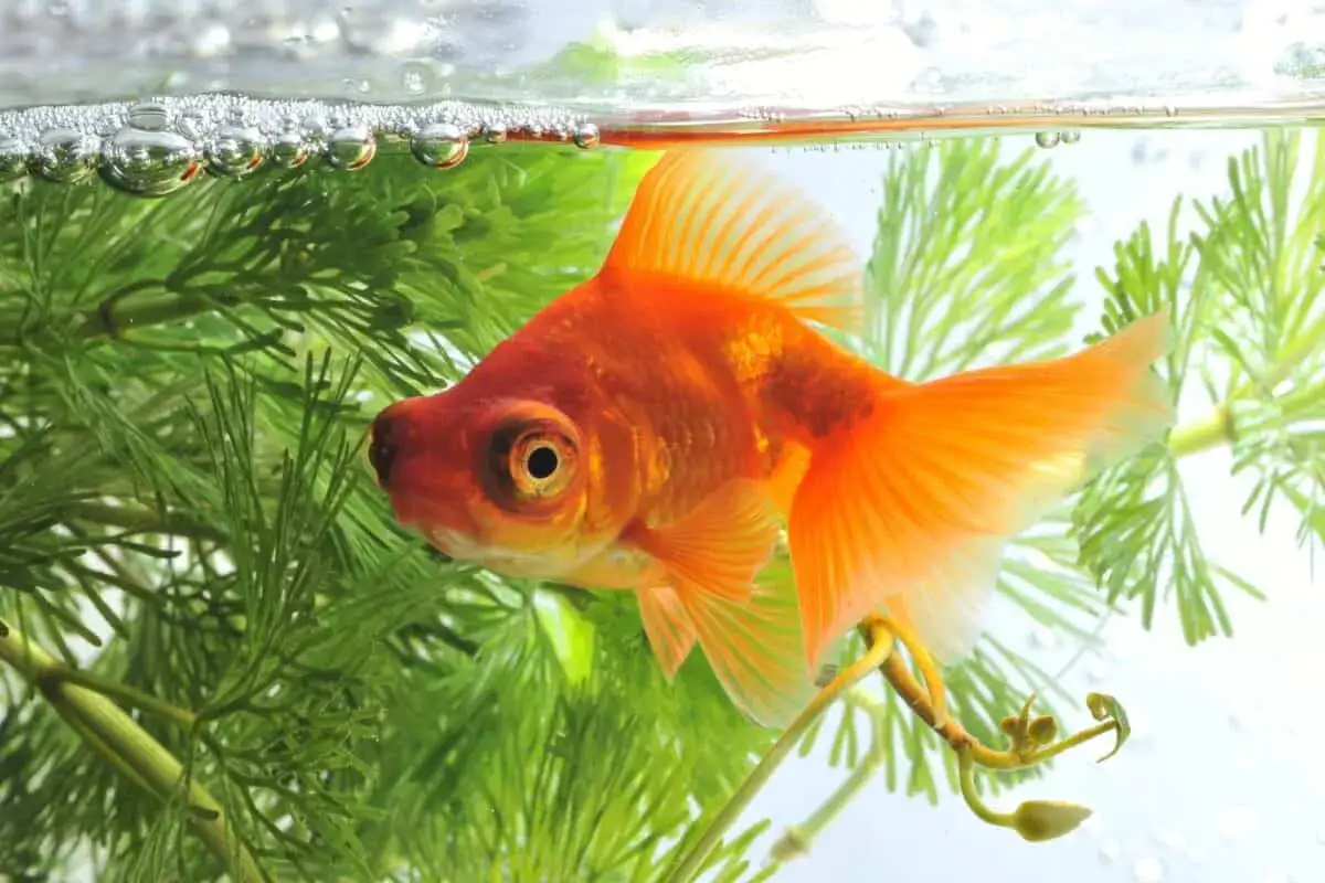 En orange guldfisk, en riktig telescope fish, simmar bland gr&ouml;na vattenv&auml;xter n&auml;ra ytan med bubblor.