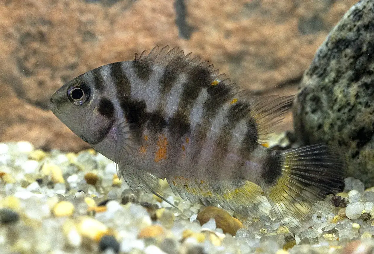 En sebracichlid med sina karakteristiska svarta r&auml;nder simmar &ouml;ver en grusig botten.