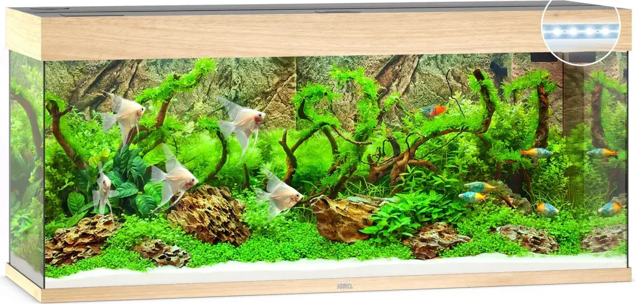Vackert akvarium 240 liter med ljusa scalarer och färgglada småfiskar bland frodig grönska och drivved.