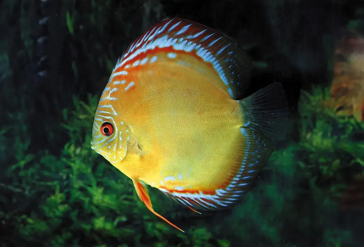 En vacker gul diskusfisk med r&ouml;da och bl&aring; markeringar simmar i ett akvarium. Priset f&ouml;r en s&aring;dan fisk kan variera.
