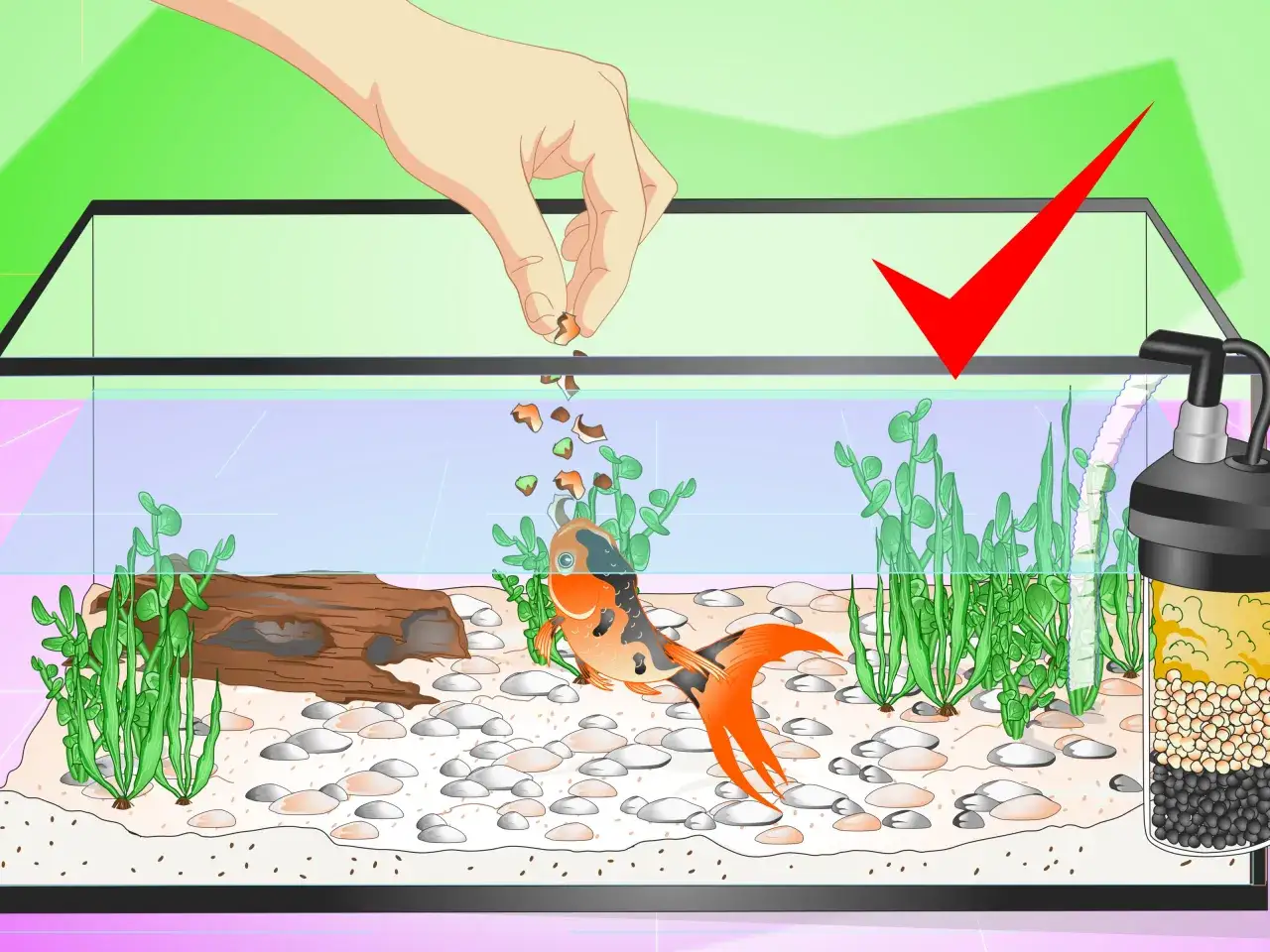En hand matar en guldfisk i en akvarium med grön bakgrund och en röd bock.