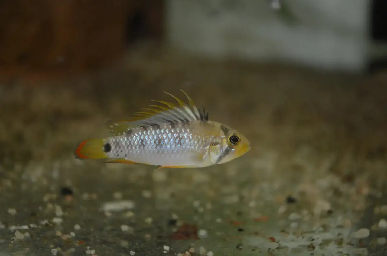 En apistogramma baenschi simmar i ett akvarium med grusig botten. Fisken har en ljus kropp med bl&aring;aktiga fj&auml;ll och gula fenor.
