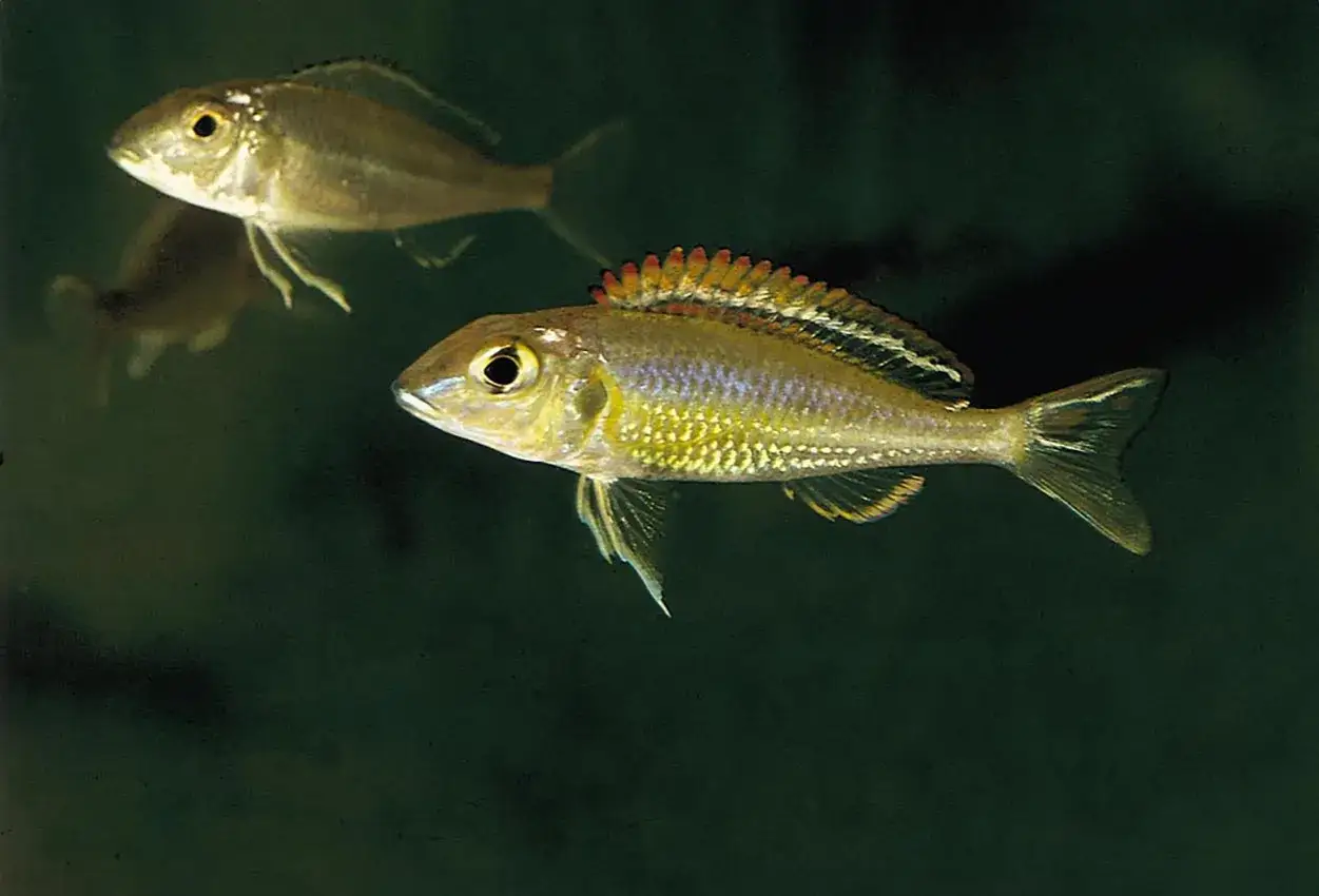 Två regnbågsciklider simmar i mörkt vatten. Den främre fisken har en ryggfena med röda och gula taggar.