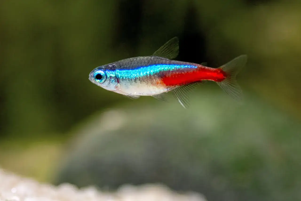 En neon tetra simmar i akvariet med sin bl&aring; och r&ouml;da rand som lyser.