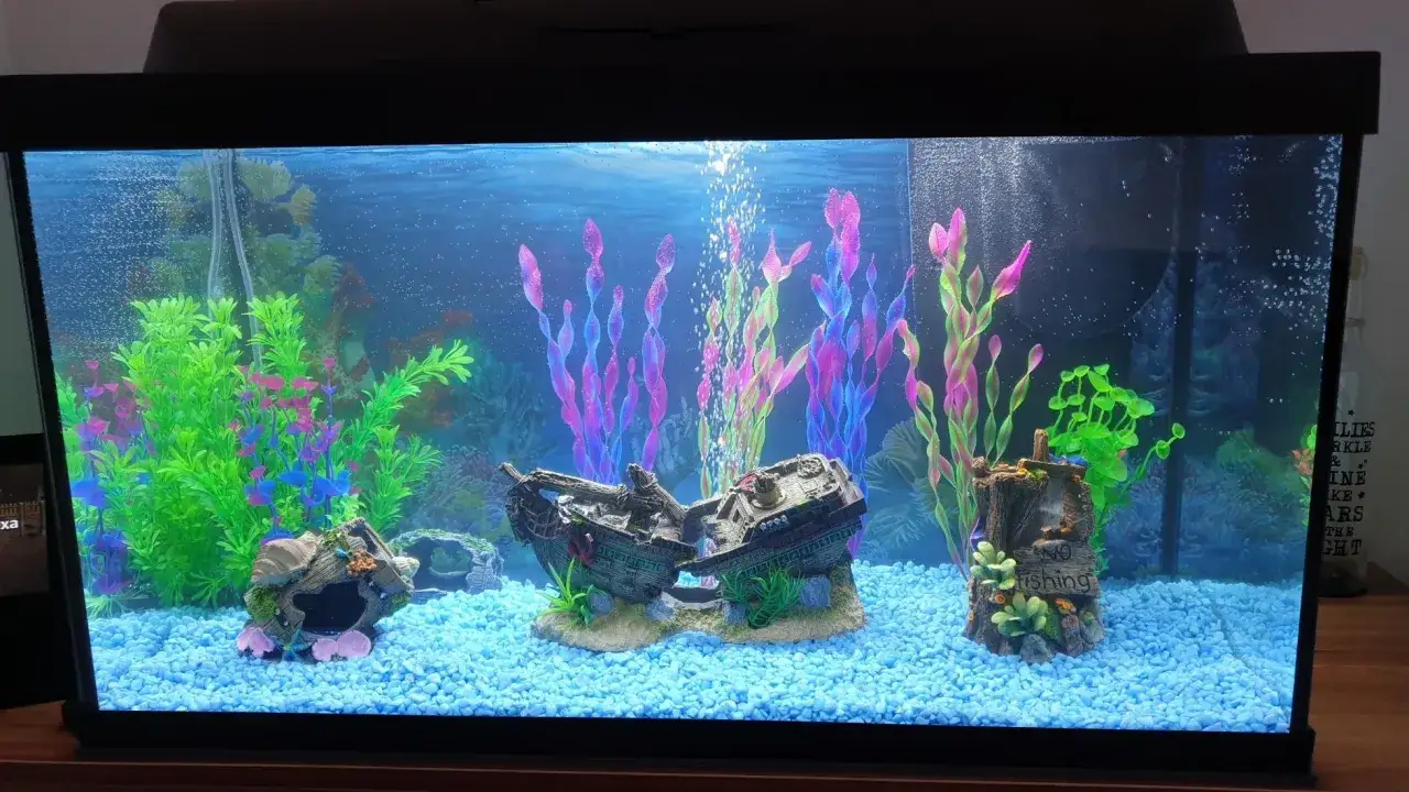 Akvarium med blått grus, färgglada växter och vrakdelar. En bottenlevande fisk kan gömma sig i vraket.