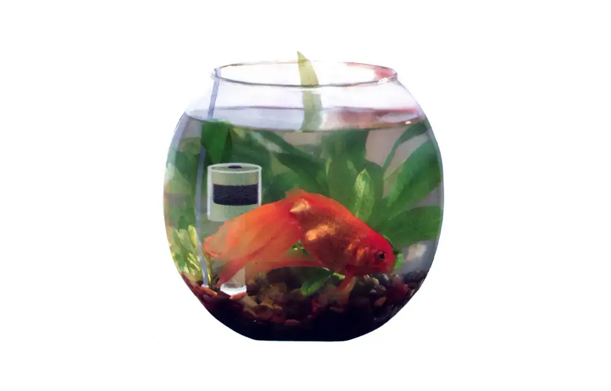 En guldfisk simmar i en golden fish tank med gröna växter och grus.