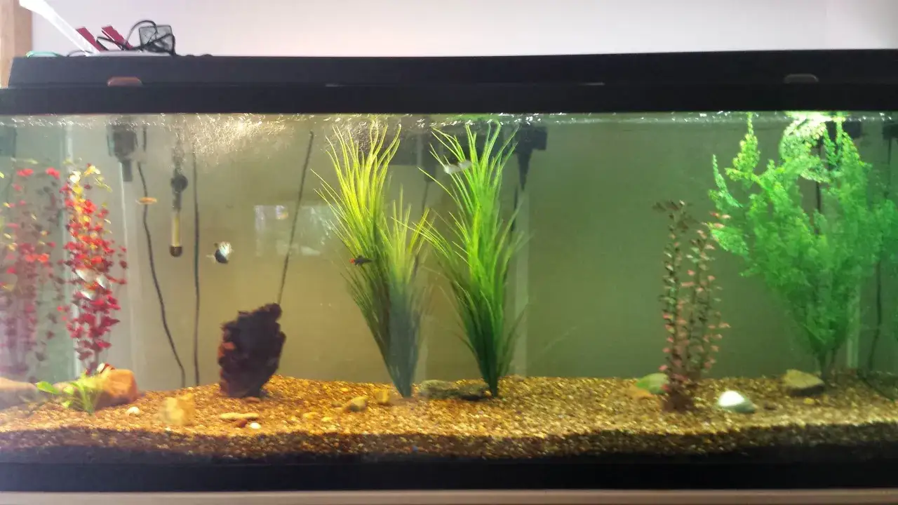 Fiskar simmar i ett akvarium med grus, stenar och konstgjorda växter.