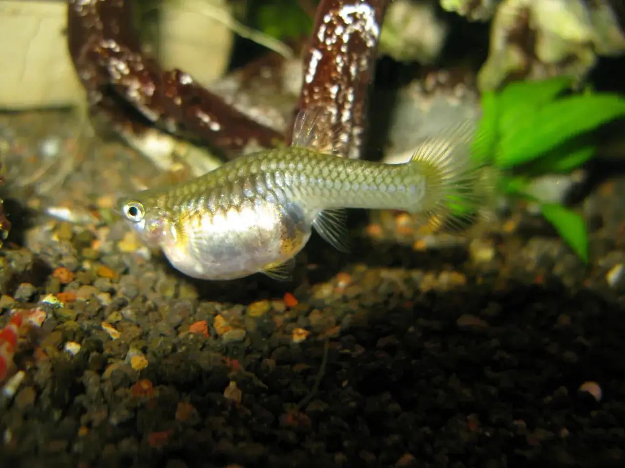 En liten fisk med en tydligt uppblåst buk simmar i ett akvarium bland grus och växter.