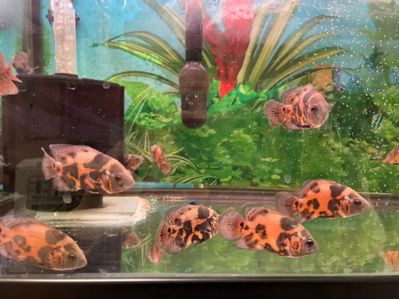 Flera oscar ciklider simmar i ett akvarium med gröna växter och bubblor.