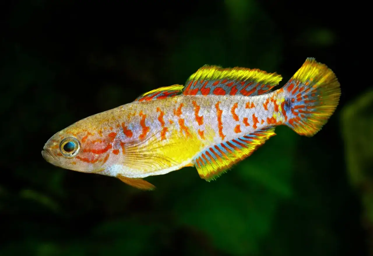 En färgglad peacock gudgeon simmar i mörkt vatten, dess fjäll skimrar i gult, orange och blått.