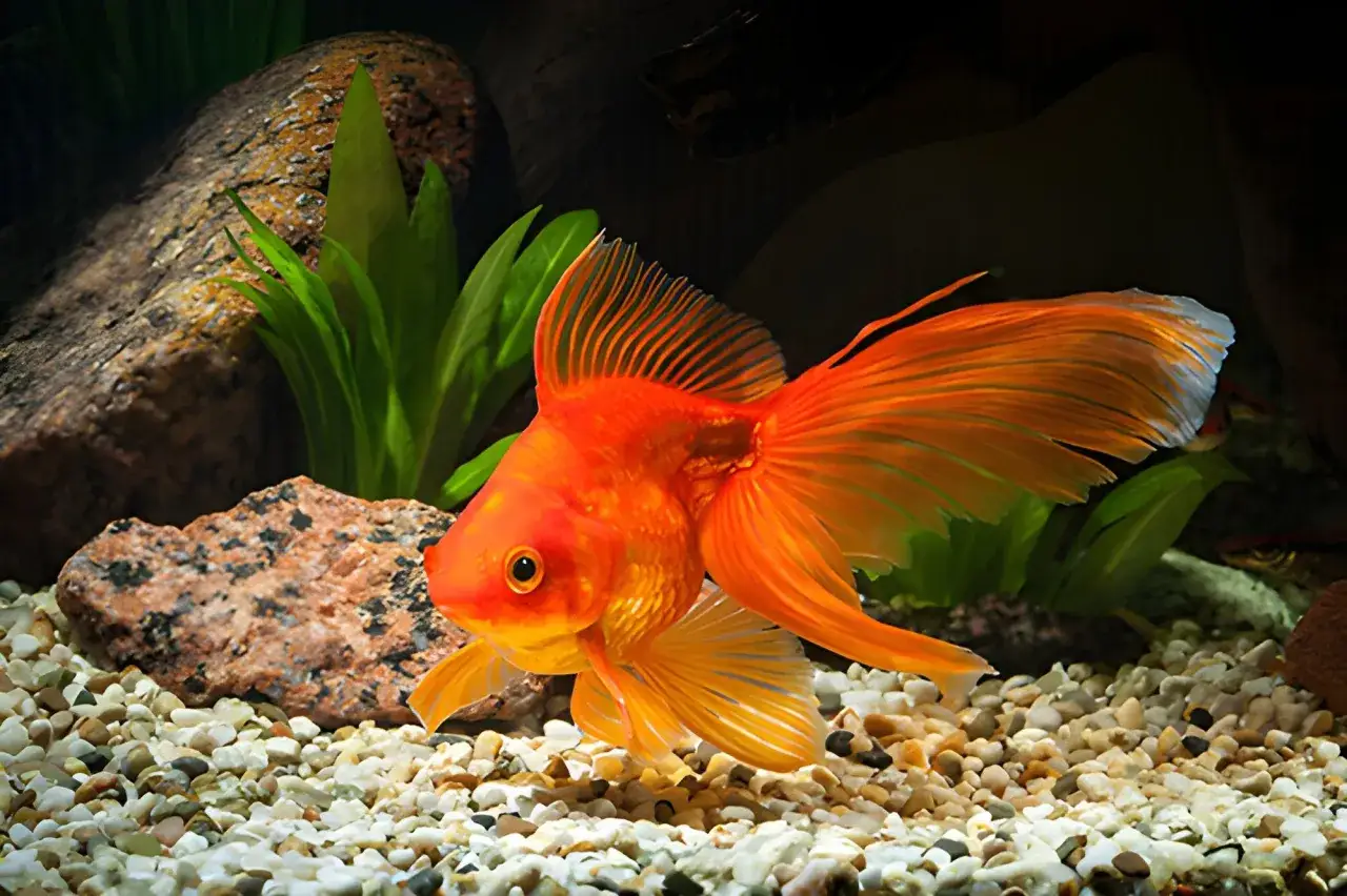 En vacker, fancy goldfish simmar i ett akvarium med stenar och gr&ouml;na v&auml;xter.