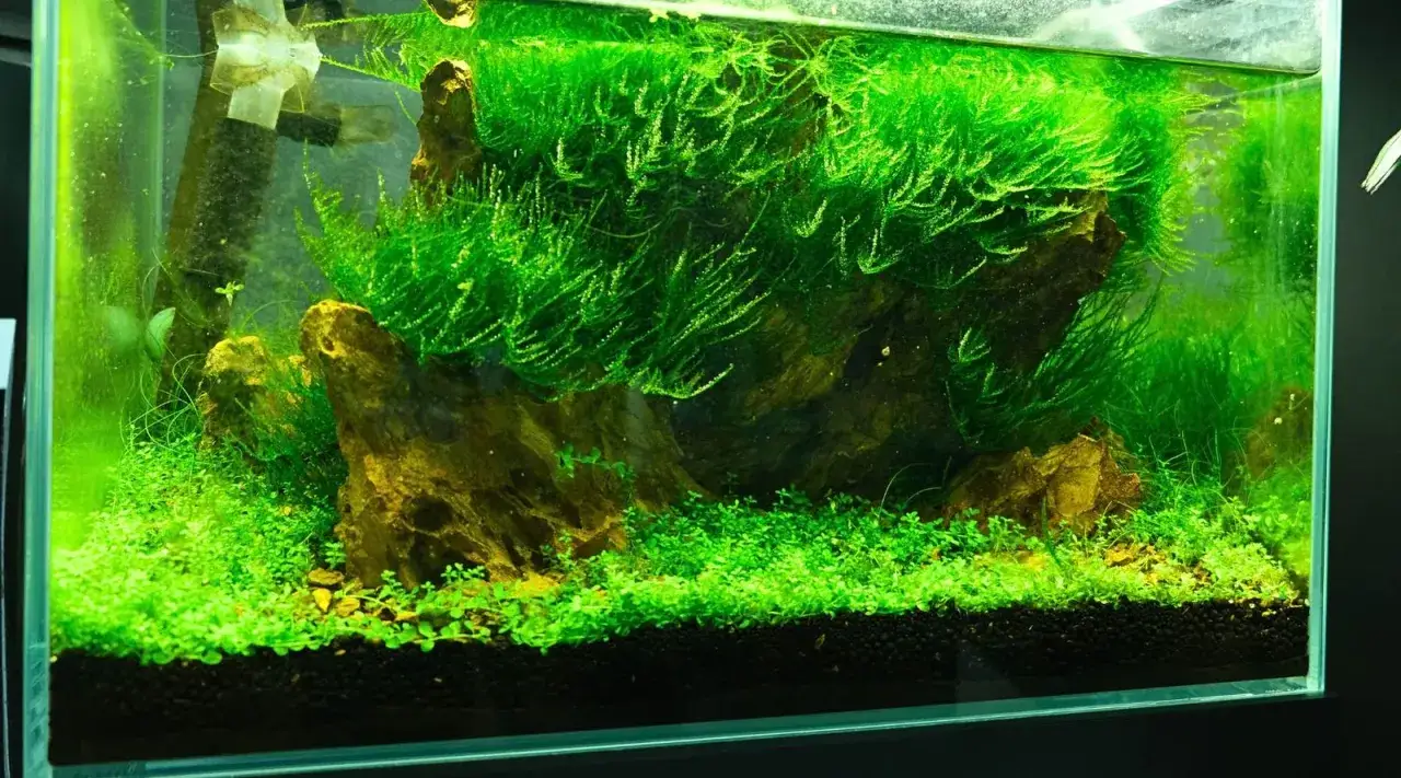 Ett akvarium med frodig gr&ouml;nska, d&auml;r mossan v&auml;xer p&aring; drivved och stenar. Den rikliga v&auml;xtligheten tyder p&aring; att v&auml;xtg&ouml;dning anv&auml;nds f&ouml;r att fr&auml;mja tillv&auml;xten.