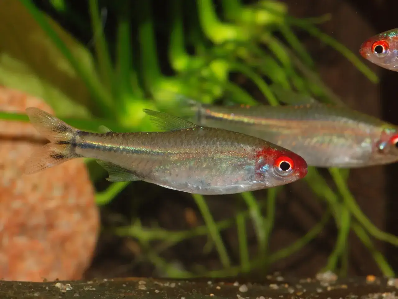 En r&ouml;dmunstetra simmar i ett akvarium med gr&ouml;na v&auml;xter och en sten i bakgrunden.