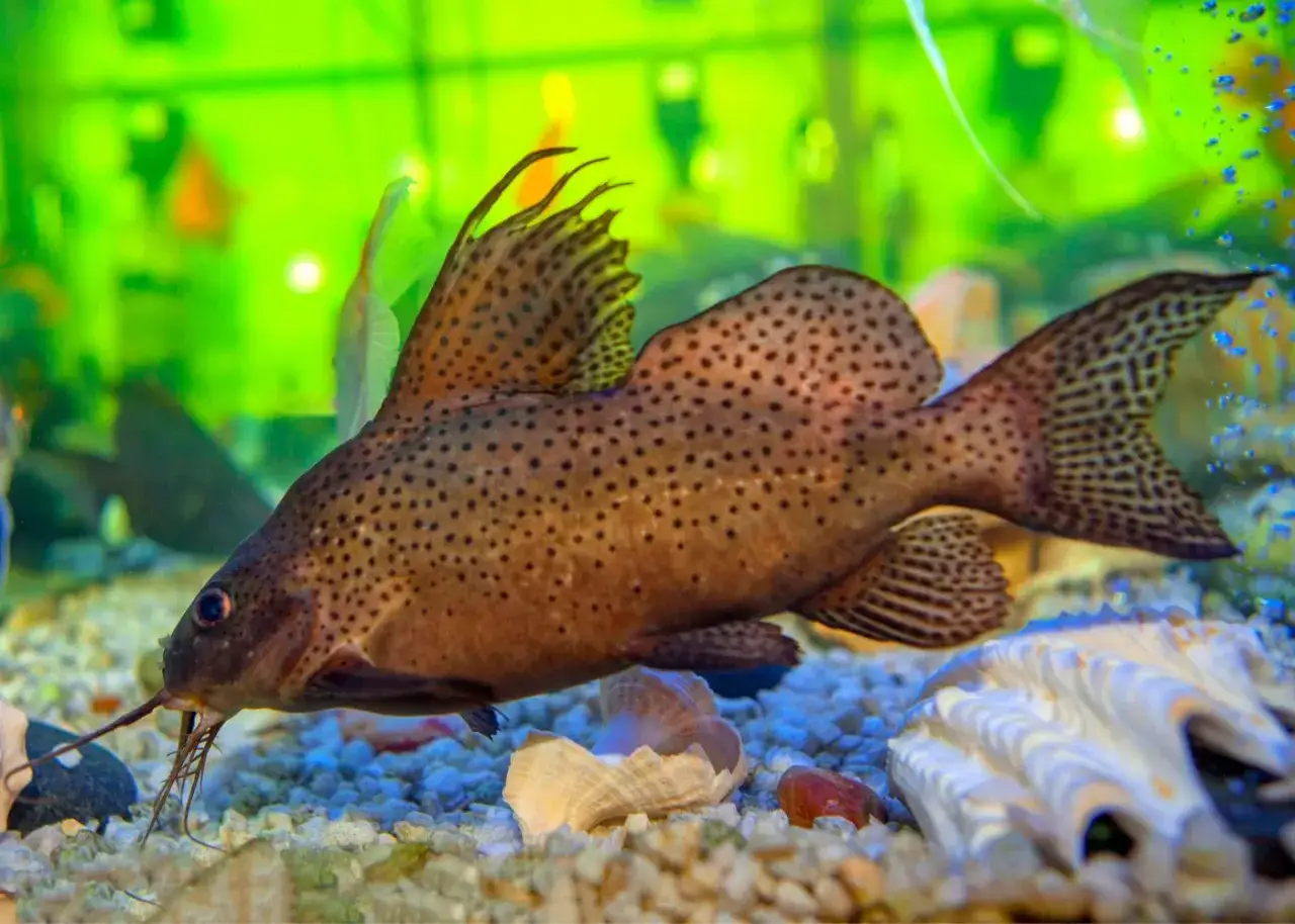 En prickig Synodontis eupterus simmar i ett akvarium med grön bakgrund och snäckor på botten.