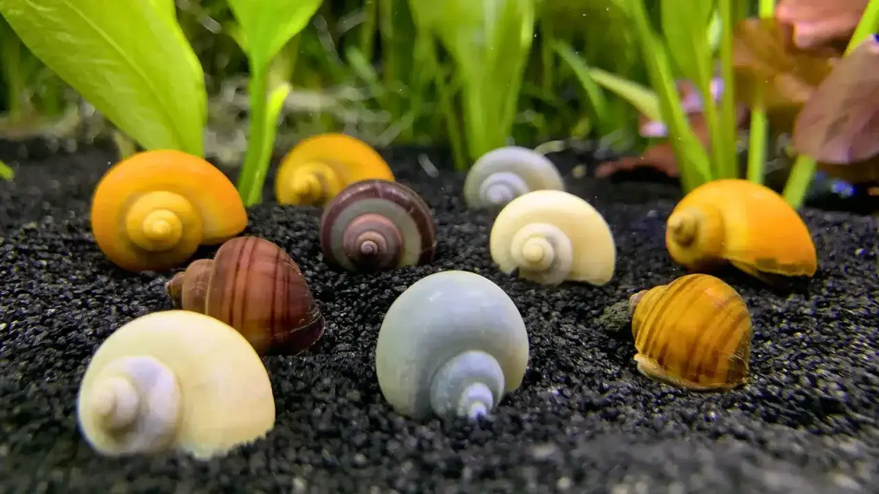 En grupp f&auml;rgglada nerite sn&auml;ckor p&aring; svart grus i ett akvarium.