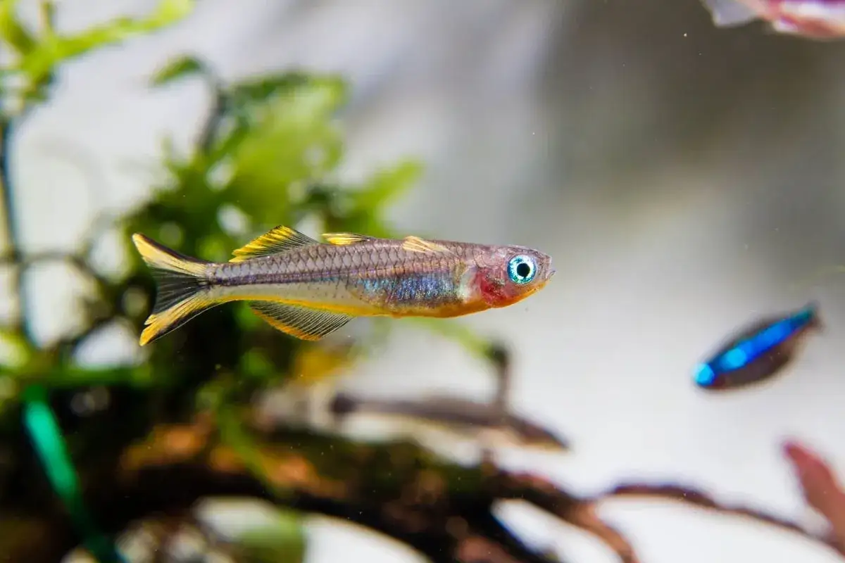 En Pseudomugil furcatus simmar i ett akvarium med gröna växter. Dess ögon är blå och kroppen skimrar i blått och guld.