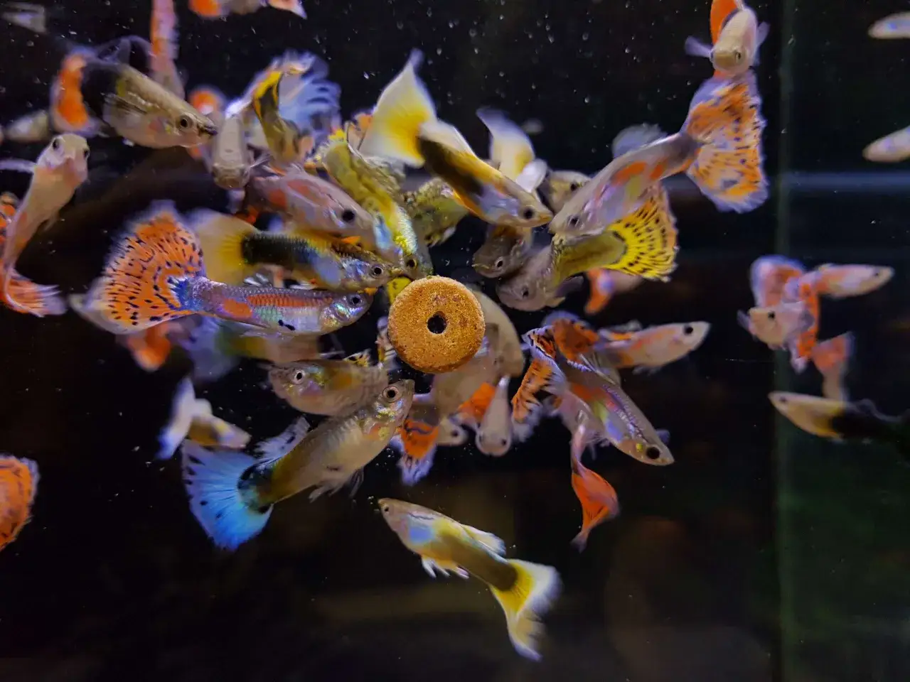 En stim av färgglada guppys simmar runt en matpellet. Denna bild visar hur guppy temperatur påverkar deras livliga färger.