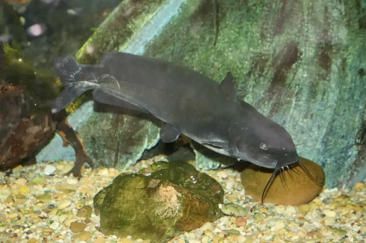 En mörk channel catfish simmar i ett akvarium med stenar och grus på botten.