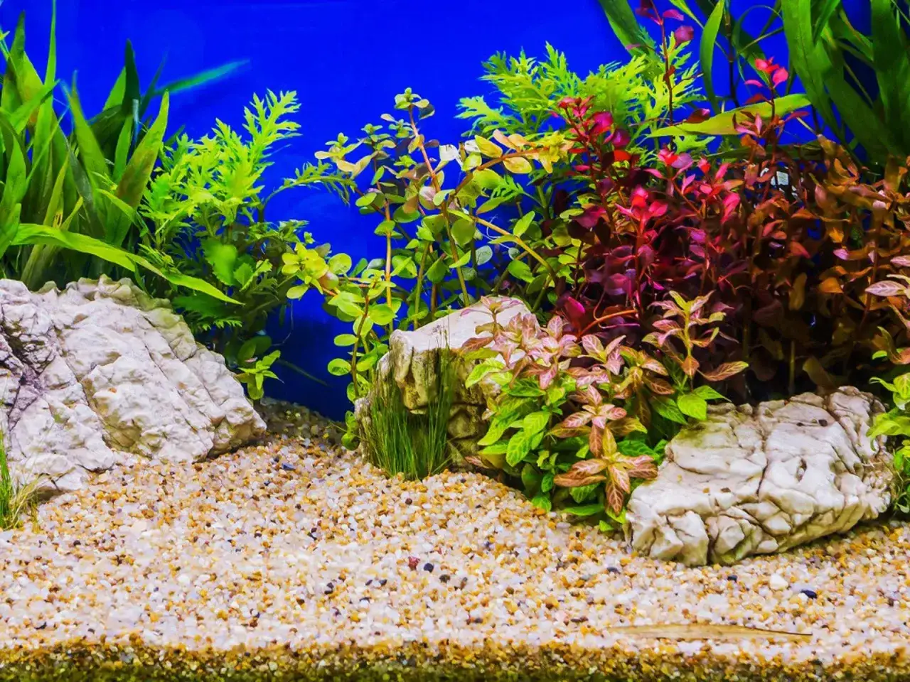 Akvarium med grus, stenar och frodiga växter som blyxa japonica i olika nyanser av grönt och rött.