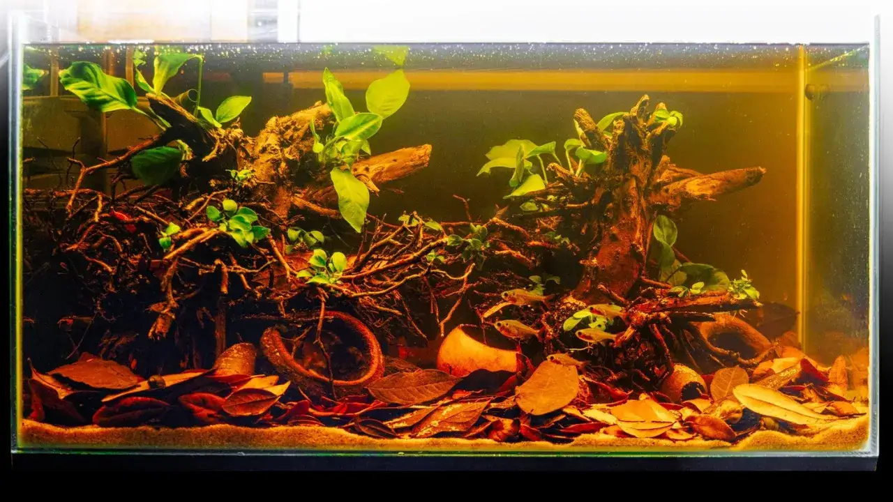Akvarium med drivved, v&auml;xter och l&ouml;v p&aring; botten. Vattnet &auml;r m&ouml;rkt, n&auml;stan som svart vatten, vilket ger en naturlig djungelk&auml;nsla.