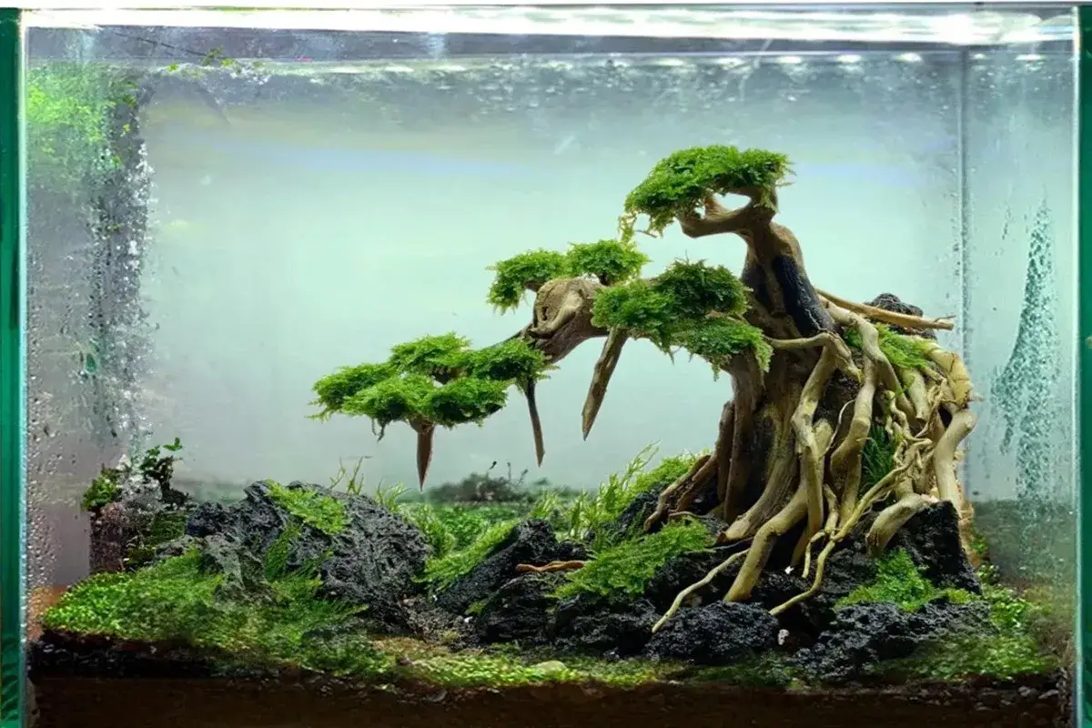 Ett miniatyrlandskap i ett akvarium med ett tr&auml;d som har synliga r&ouml;tter, t&auml;ckt av mossa och omgivet av stenar.