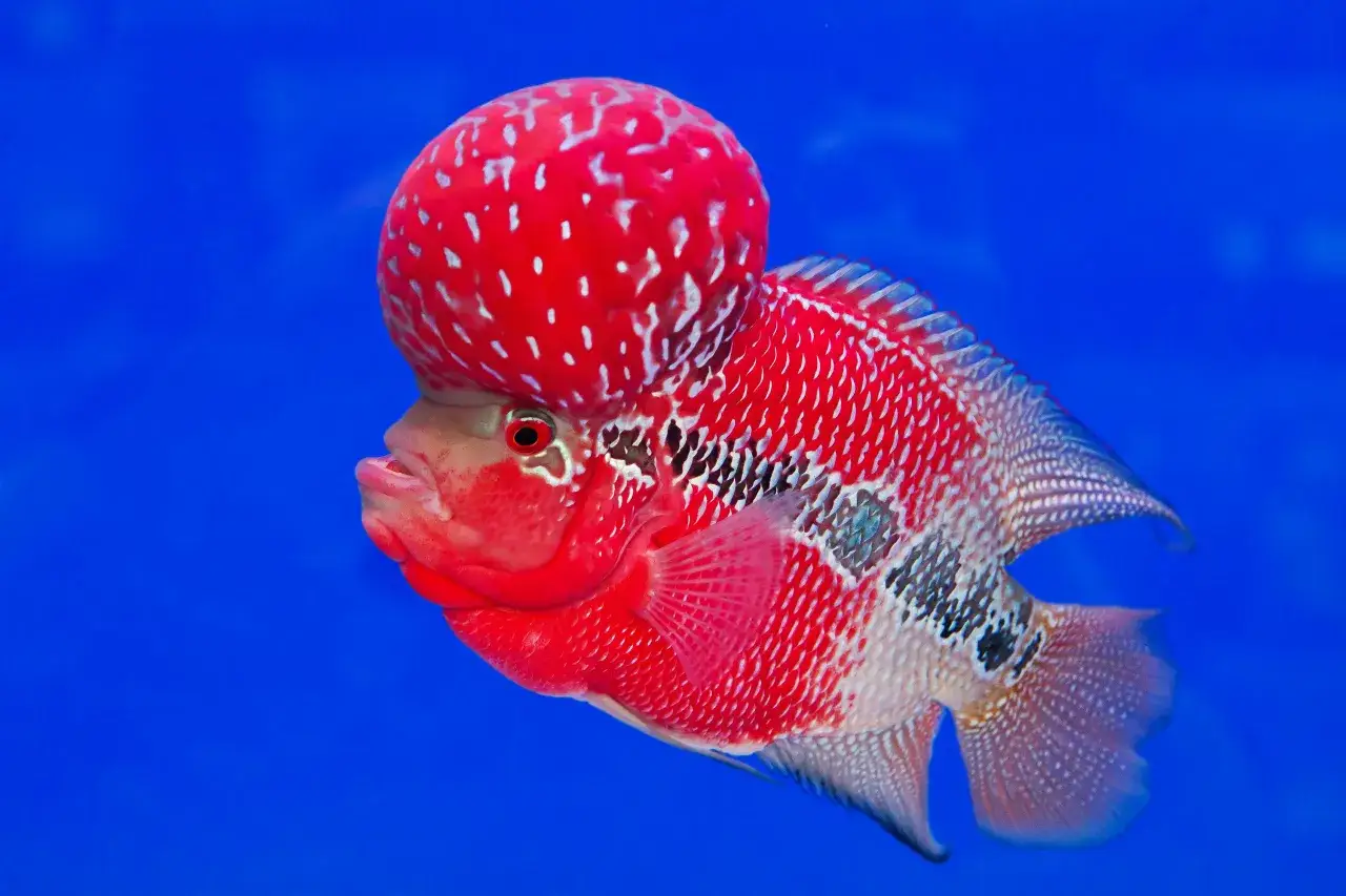 En ståtlig flowerhorn fisk med en framträdande panna simmar i blått vatten.