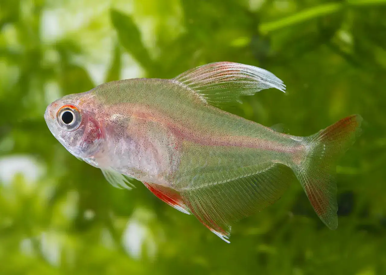 En genomskinlig rosentetra med r&ouml;daktiga fenor simmar i gr&ouml;nt vatten.