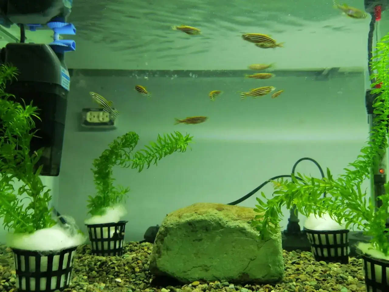 En grupp zebra fisk simmar i ett akvarium med gröna växter och stenar.
