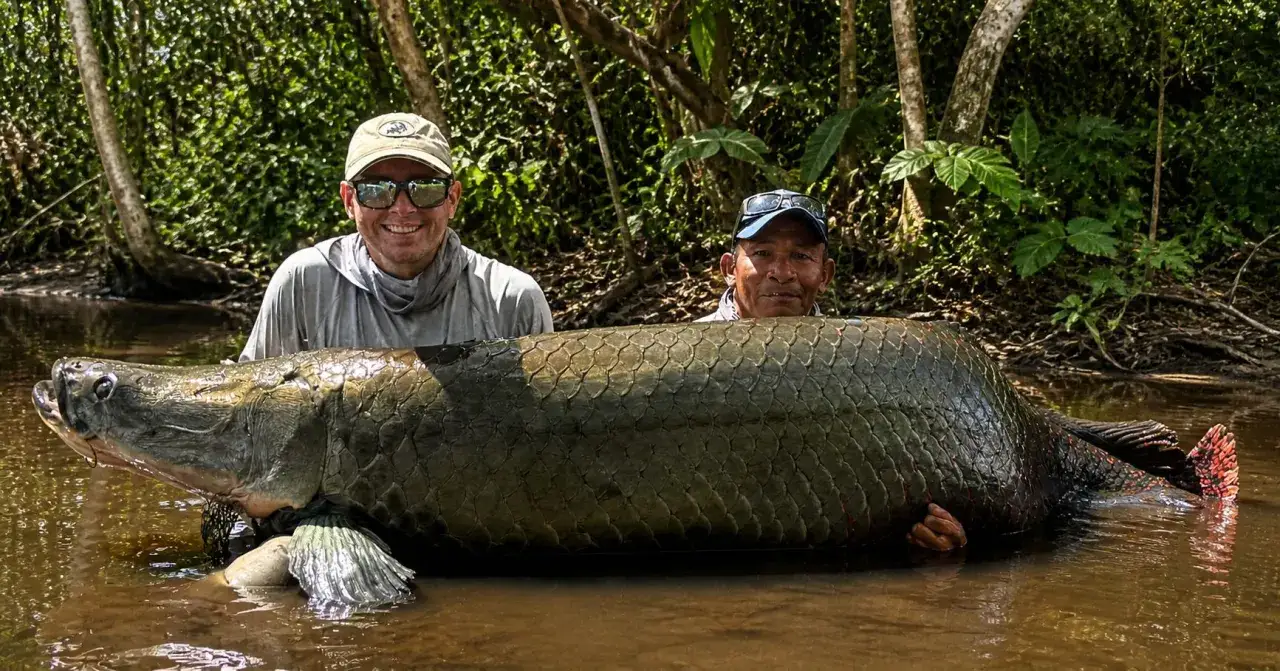 Tv&aring; m&auml;n h&aring;ller en enorm arapaima-fisk i grunt vatten, omgivna av frodig djungel.