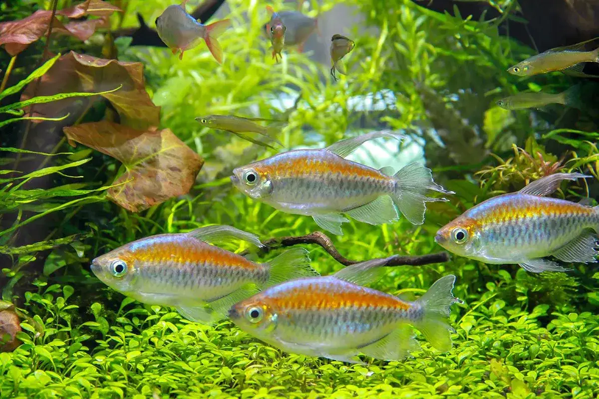 En flock congo tetra simmar bland frodig gr&ouml;nska i ett akvarium. Deras silverf&auml;rgade kroppar gl&auml;nser med orange och bl&aring;a strimmor.