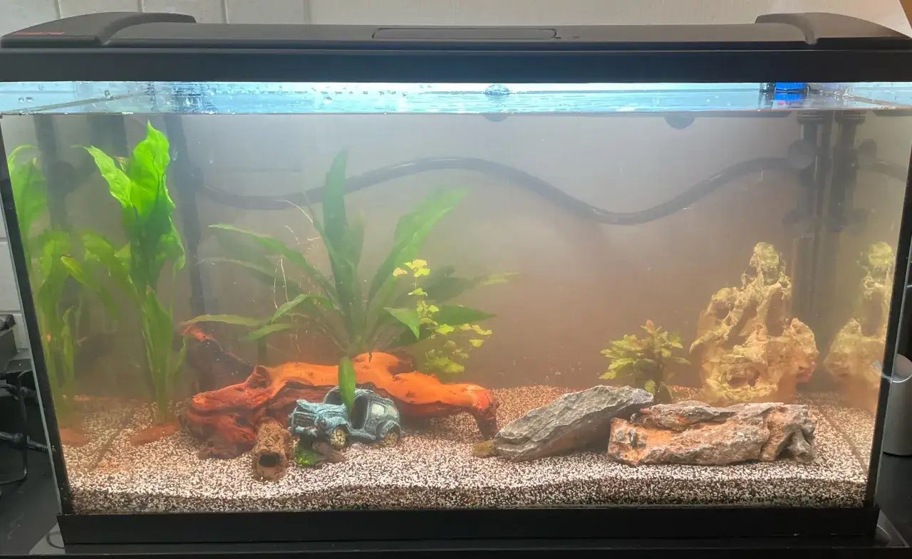 Akvarium med växter, stenar och en bil-dekoration. Vattnet är grumligt, vilket kan tyda på förhöjt nitrit i akvarium.