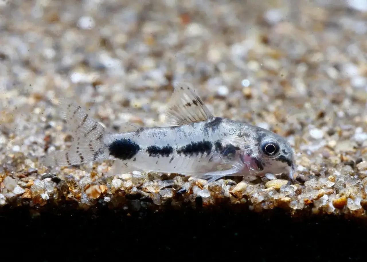 En liten Corydoras habrosus simmar p&aring; grusig botten, med sina karakt&auml;ristiska svarta fl&auml;ckar och randiga stj&auml;rtfena.