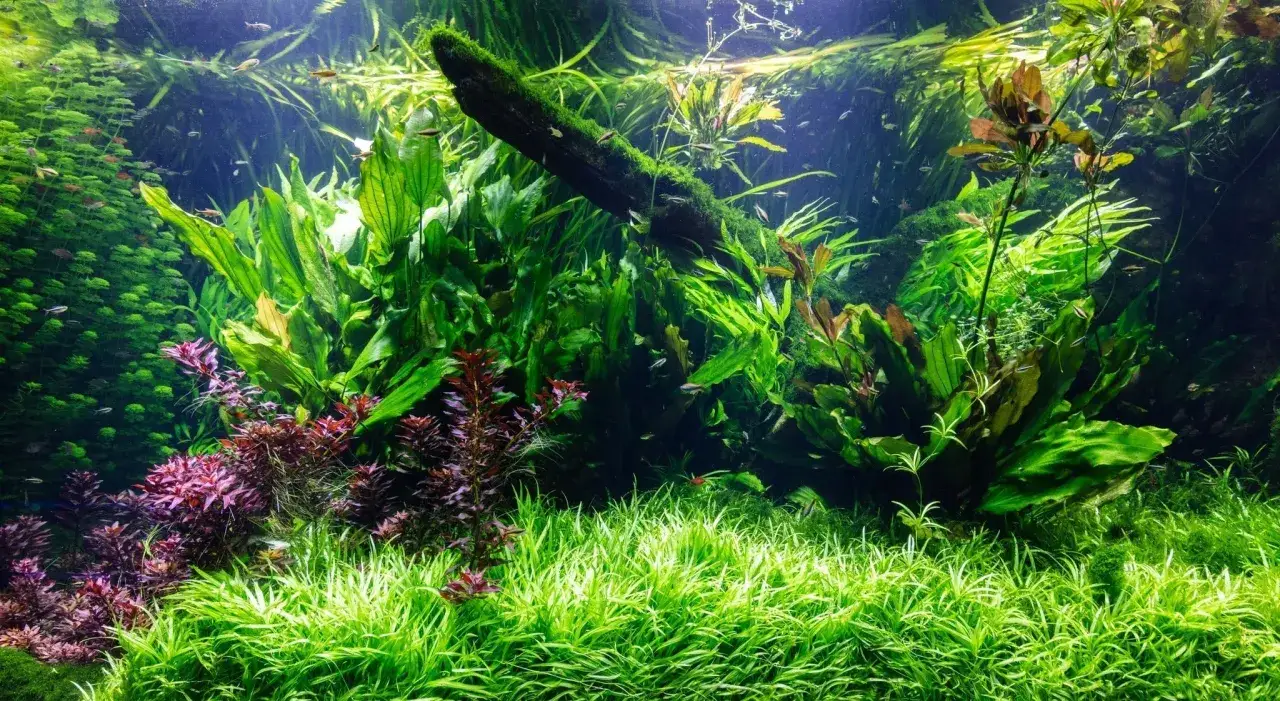 Ett frodigt akvarium med vattenpest och andra gröna växter. Små fiskar simmar bland den täta växtligheten.