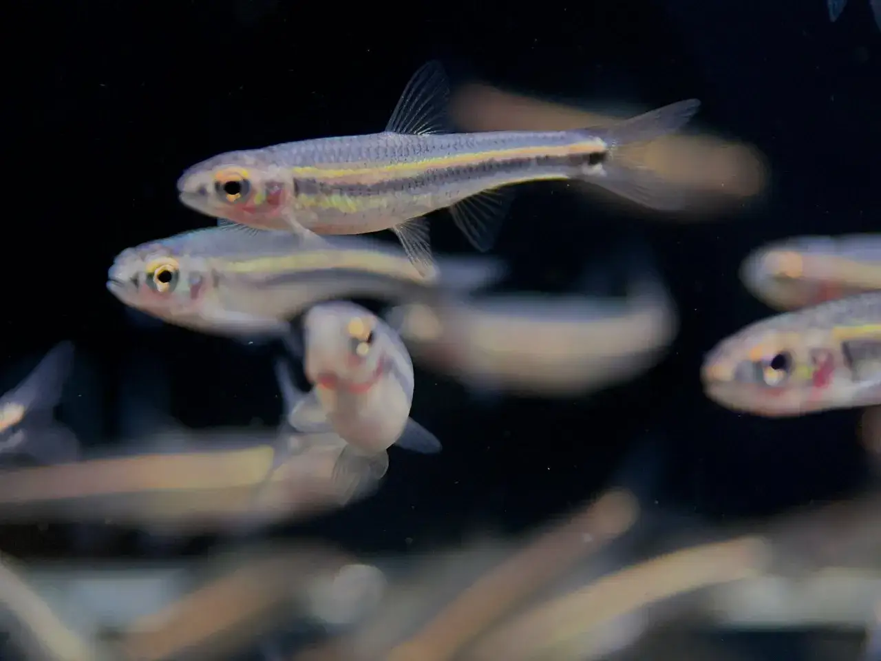 En grupp notropis chrosomus simmar i m&ouml;rkt vatten. Deras kroppar har en silverf&auml;rgad glans med gulaktiga och bl&aring;aktiga r&auml;nder.