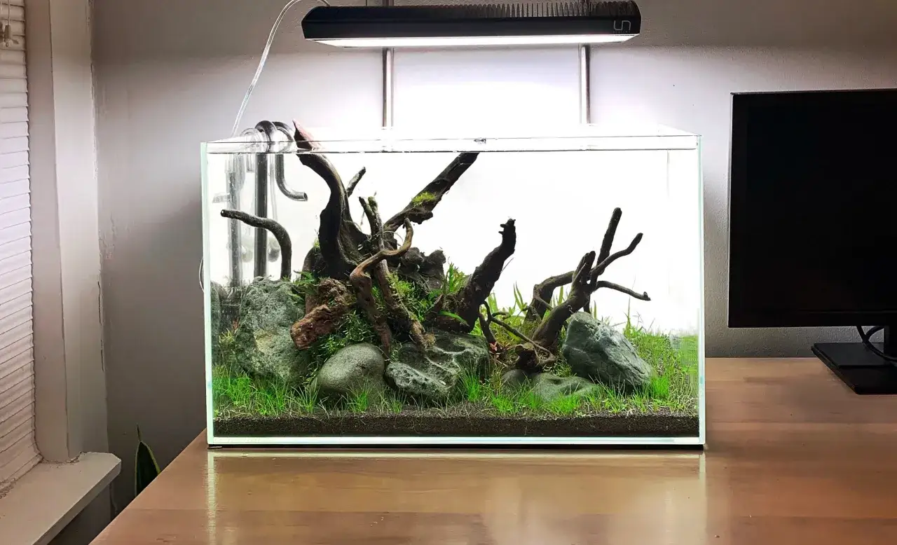 Vackert akvarium design med drivved, stenar och frodig gr&ouml;nska. En miniatyrv&auml;rld som skapar lugn.