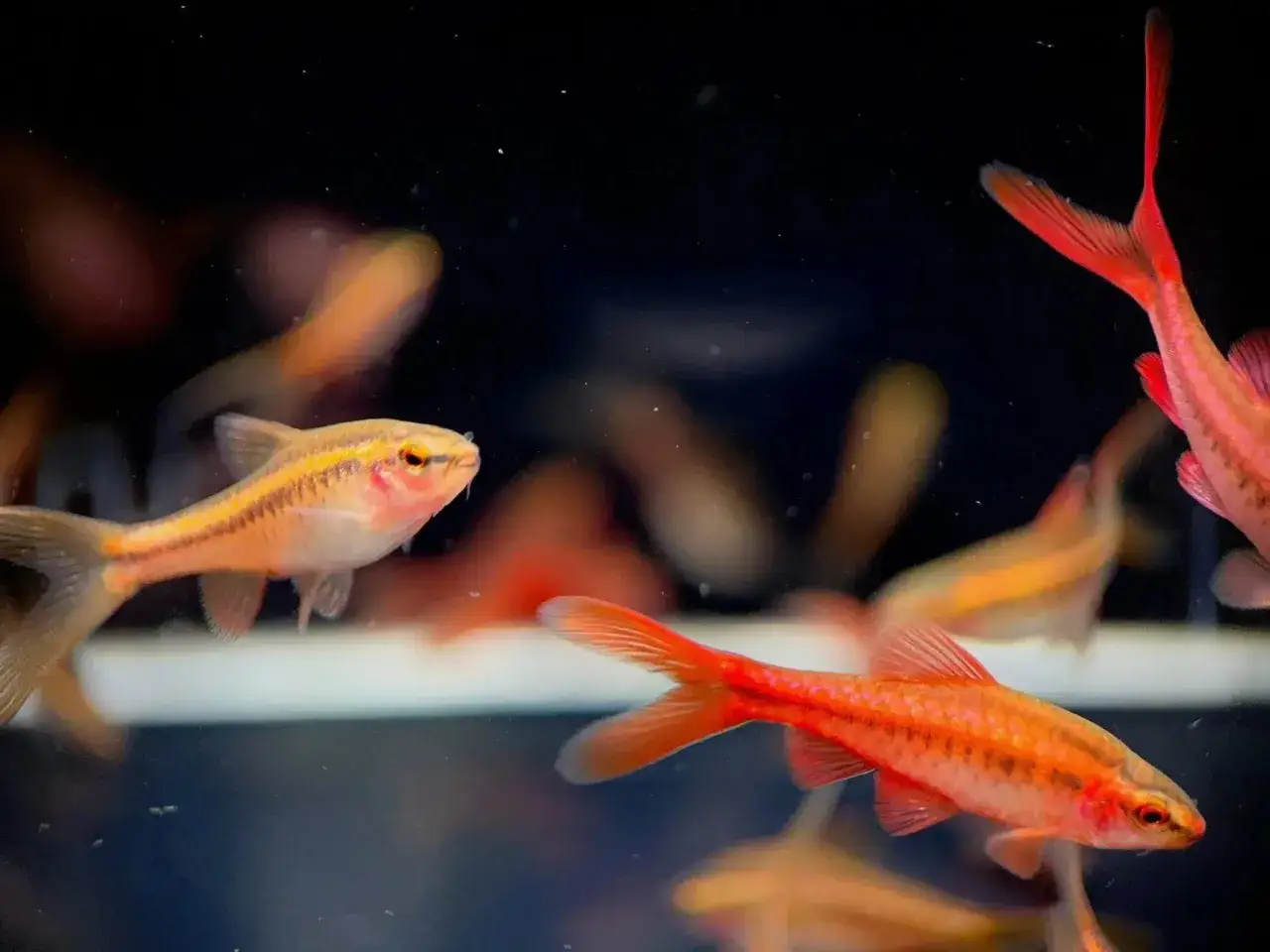 En grupp sm&aring;, orangef&auml;rgade cherry barb-fiskar simmar i ett akvarium.
