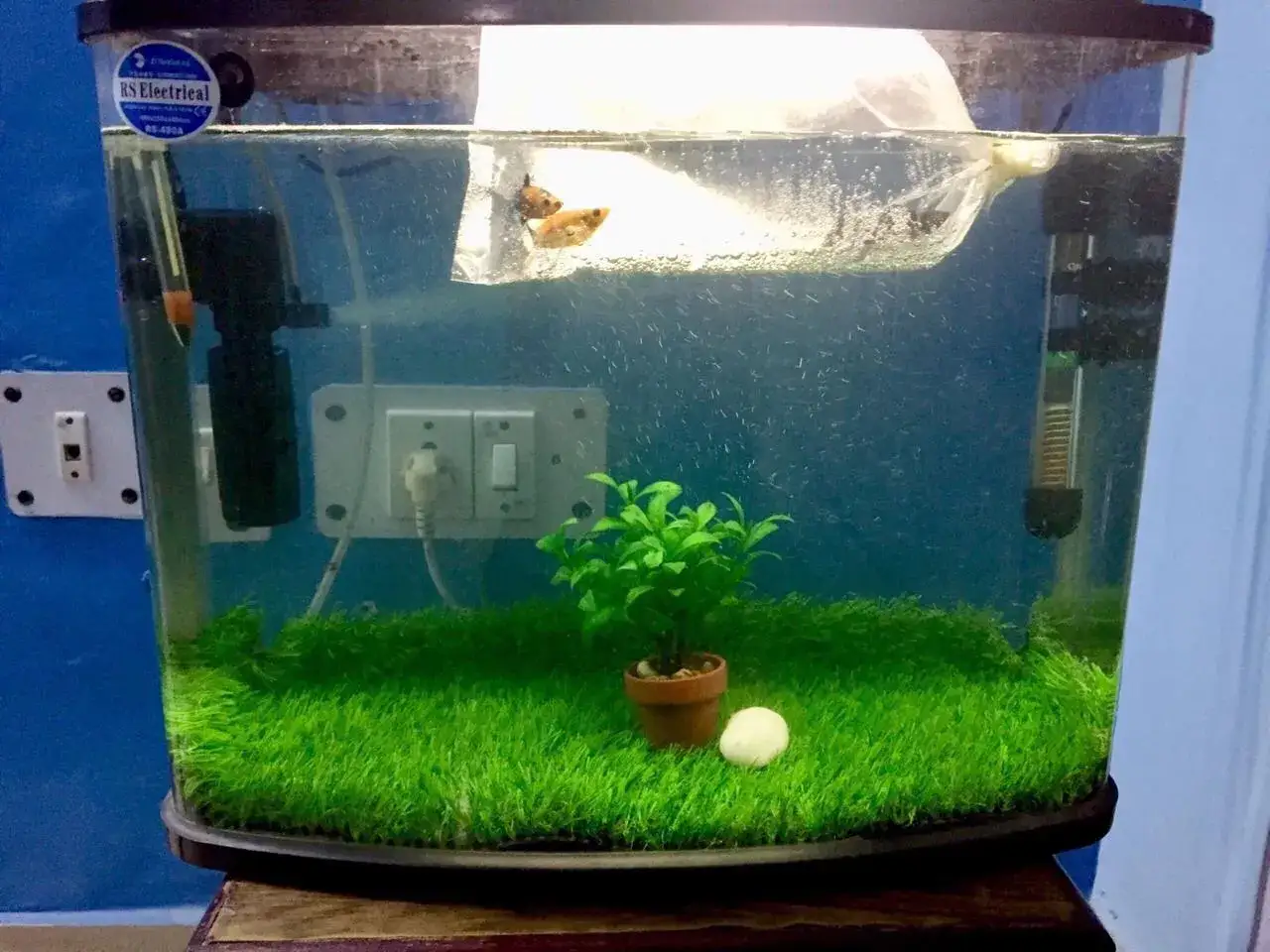 Nytt hem f&ouml;r en svart molly fisk i ett litet akvarium med gr&ouml;n botten och en plastv&auml;xt.
