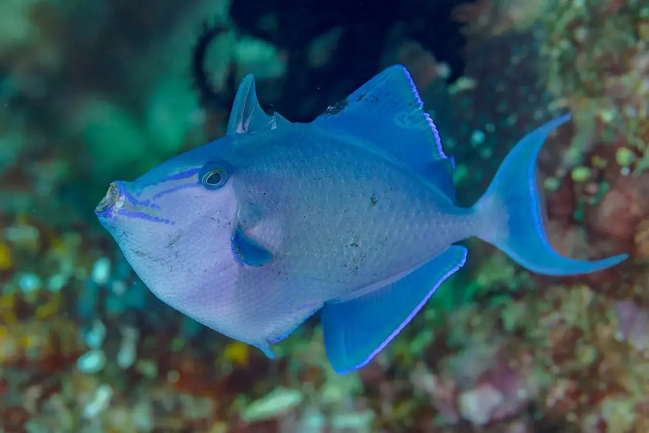 En bl&aring; niger triggerfish simmar i korallrev.