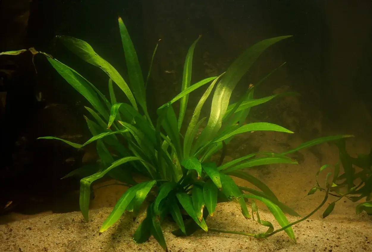 En frodig sv&auml;rdplanta med l&aring;nga, gr&ouml;na blad v&auml;xer i sandbotten i ett akvarium.