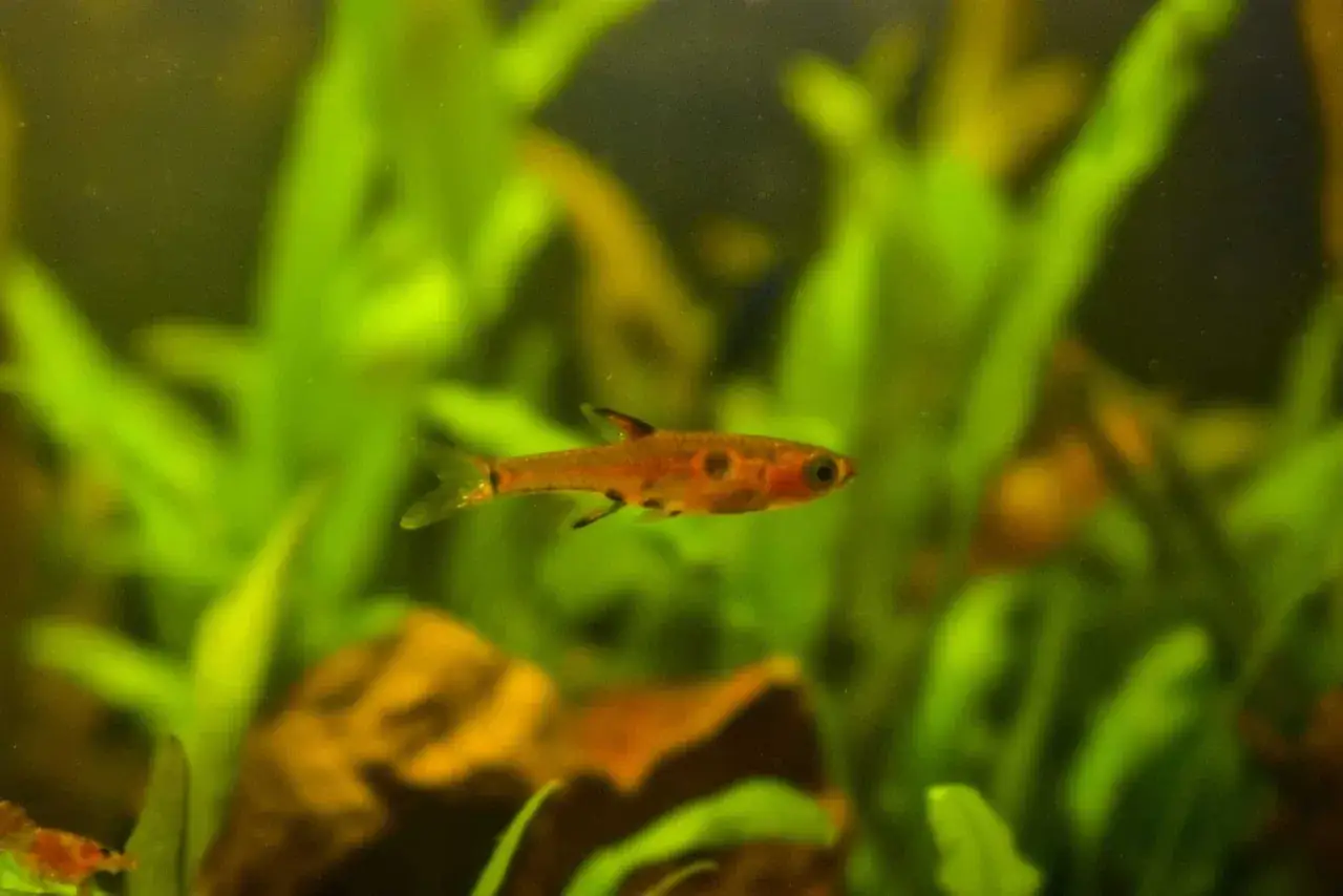 En liten, orangef&auml;rgad dv&auml;rgrasbora simmar bland gr&ouml;na vattenv&auml;xter.