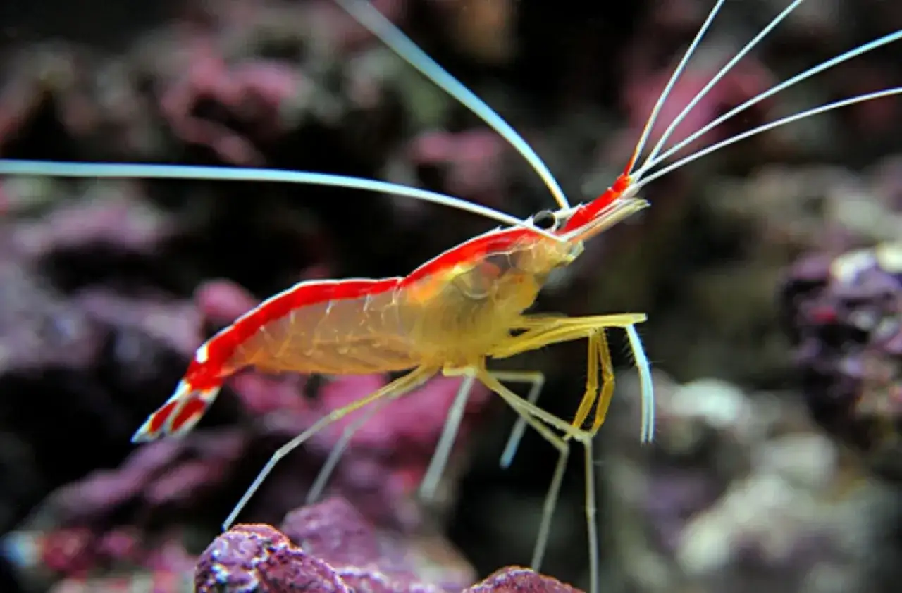 En röd och vit cleaner shrimp med långa antenner står på en korall.