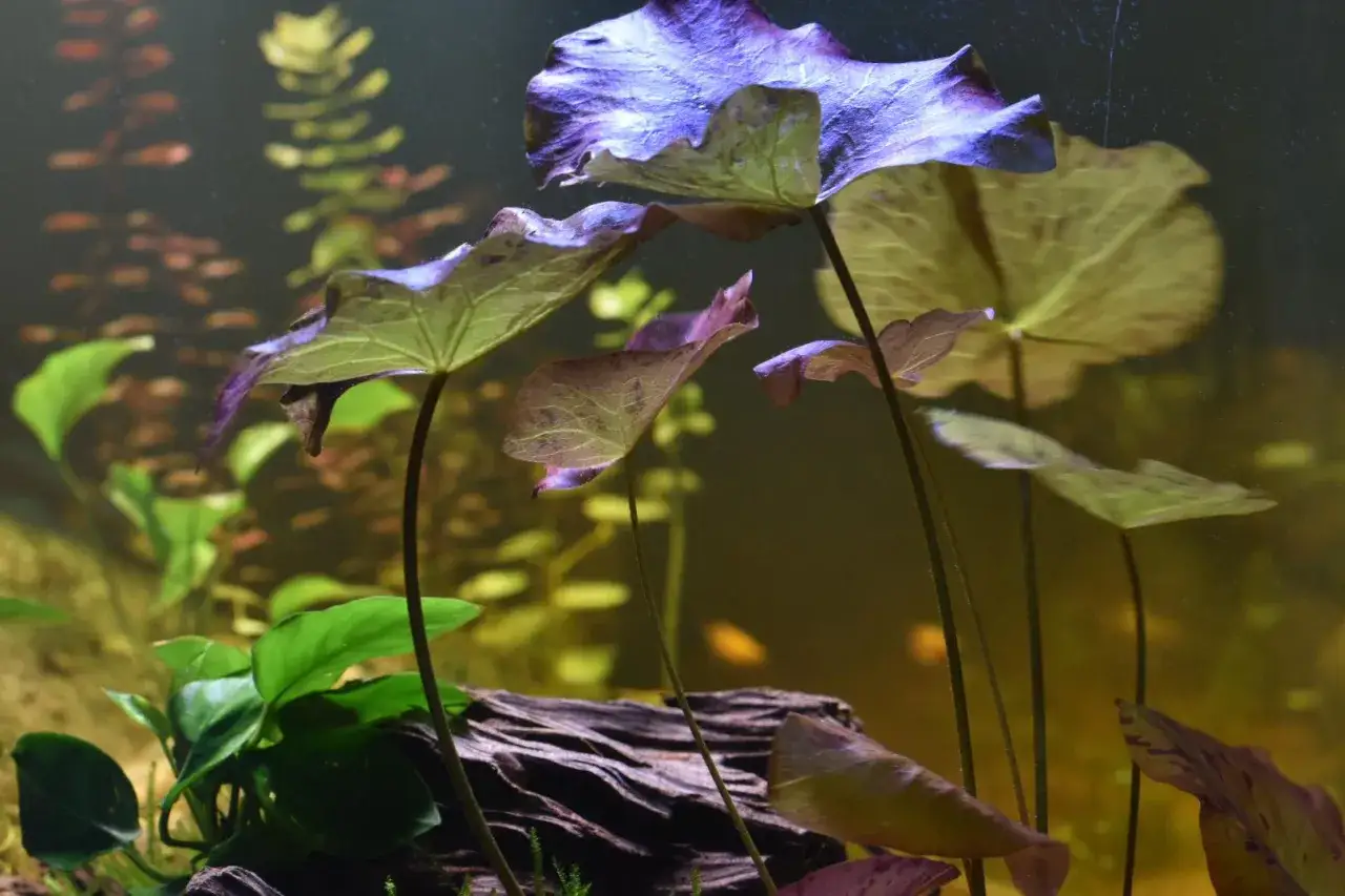 Nymphaea lotus-bladens undersida lyser i lila och gr&ouml;nt, sv&auml;vande &ouml;ver en m&ouml;rk tr&auml;bit i ett akvarium.