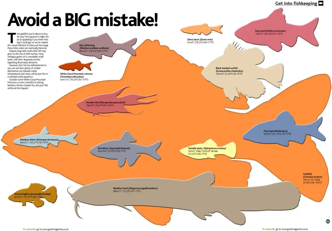 En illustration som visar hur stor en guldfisk kan bli j&auml;mf&ouml;rt med andra akvariefiskar. En stor guldfisk &auml;r 32 cm.